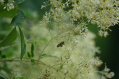 シマトネリコ　と　ハチ