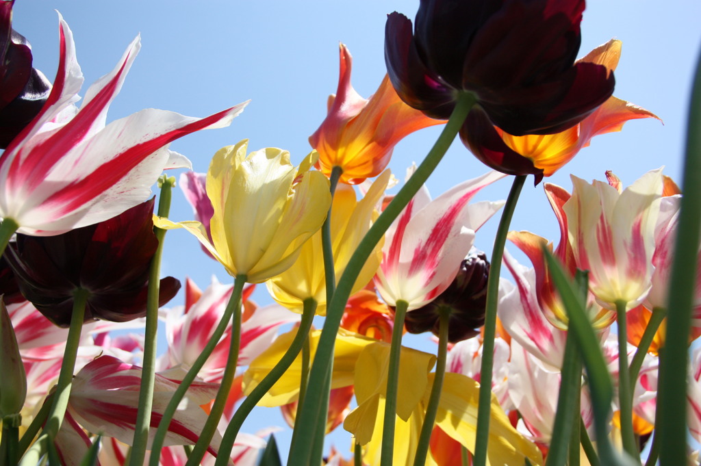 空に突き上げる花