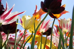 空に突き上げる花