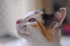 見つめる先に・・・