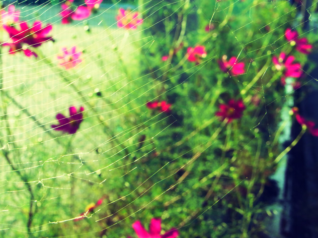 秋桜