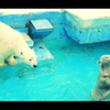 zoo