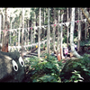 FUJI ROCK 2015
