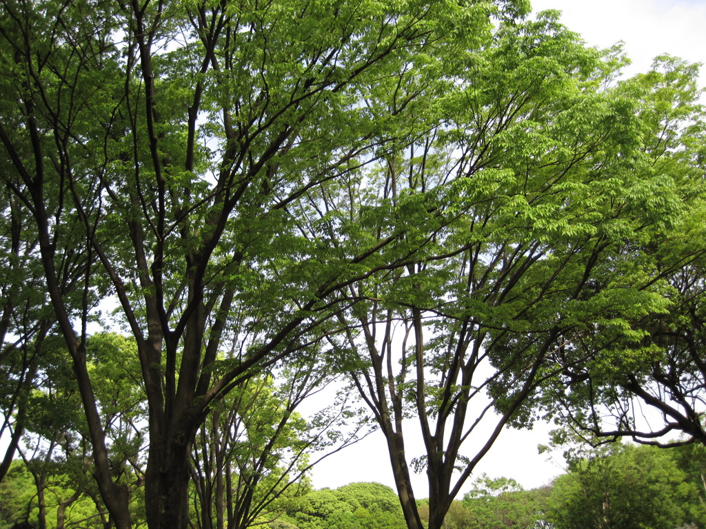 tree