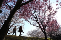 桜と幸福
