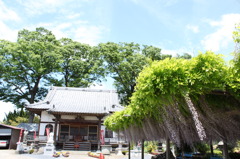 お寺と藤