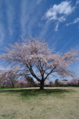 一本桜