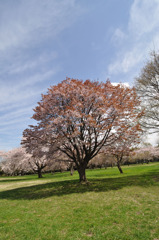 二色の桜