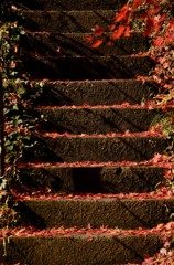 紅葉階段