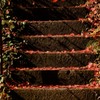 紅葉階段