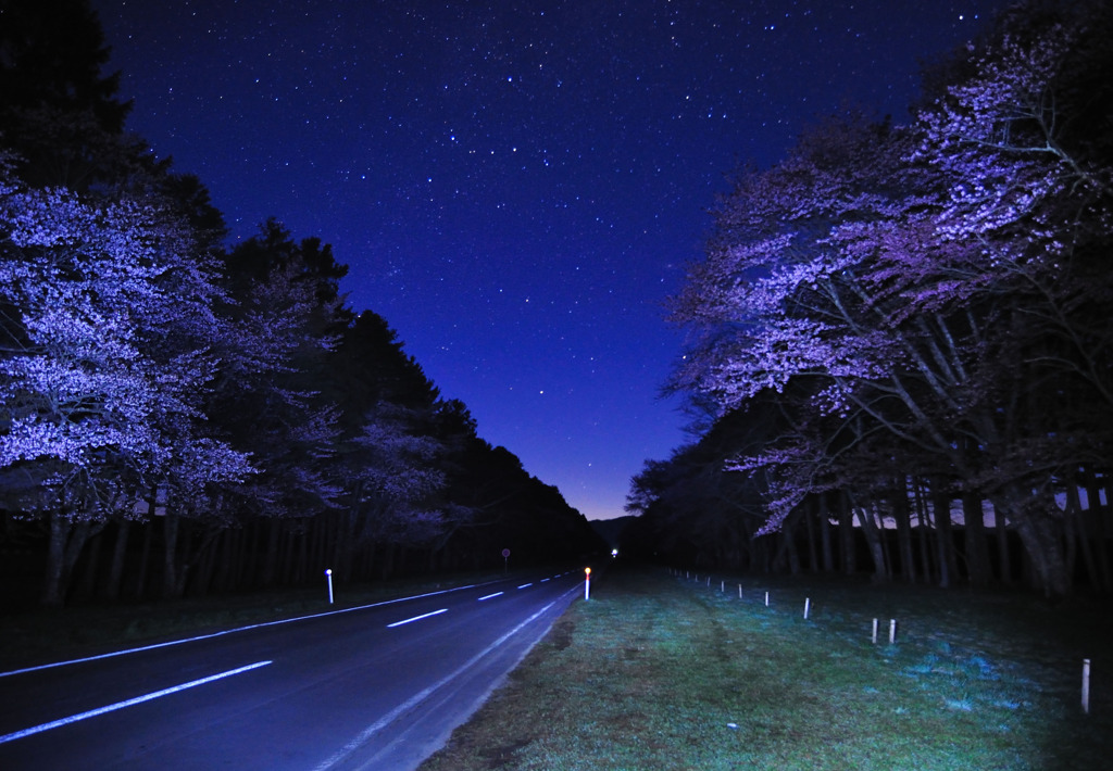 星空にうかぶ桜