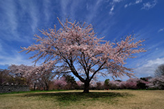 桜のオーラ