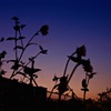 晴れた日の夕刻　〜暑くなって来た頃〜