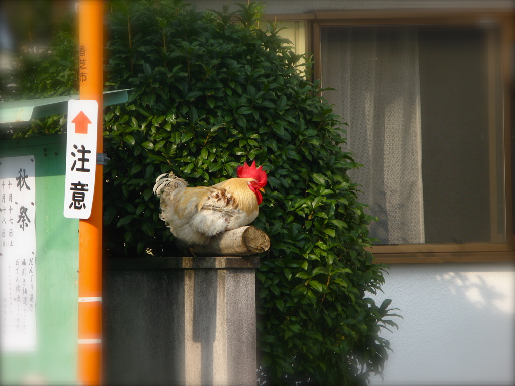 ここで飼ってます。