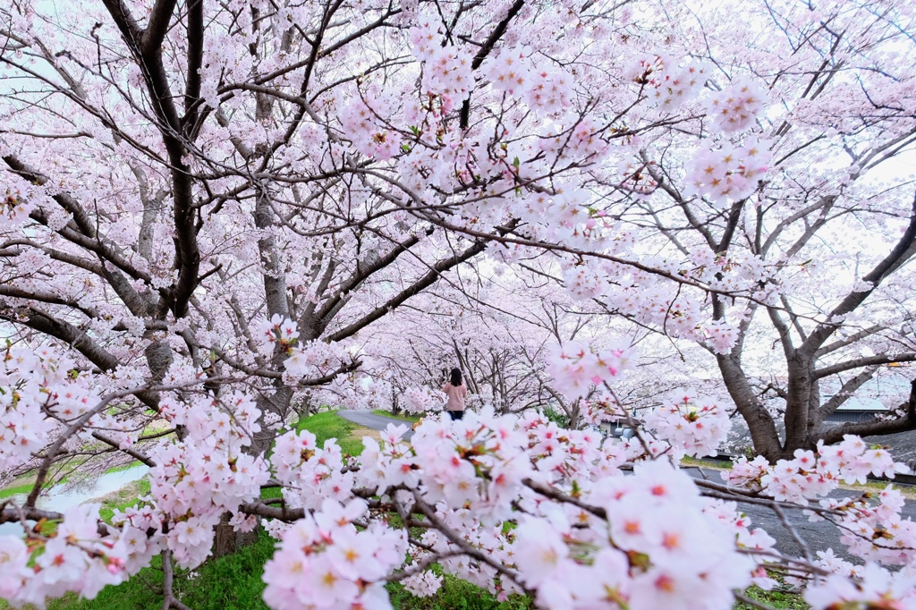 桜散歩