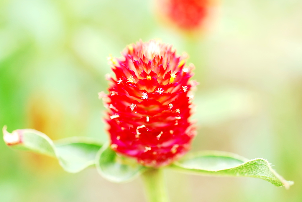 strawberrycandle