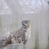 王子動物園のSnowLeopard