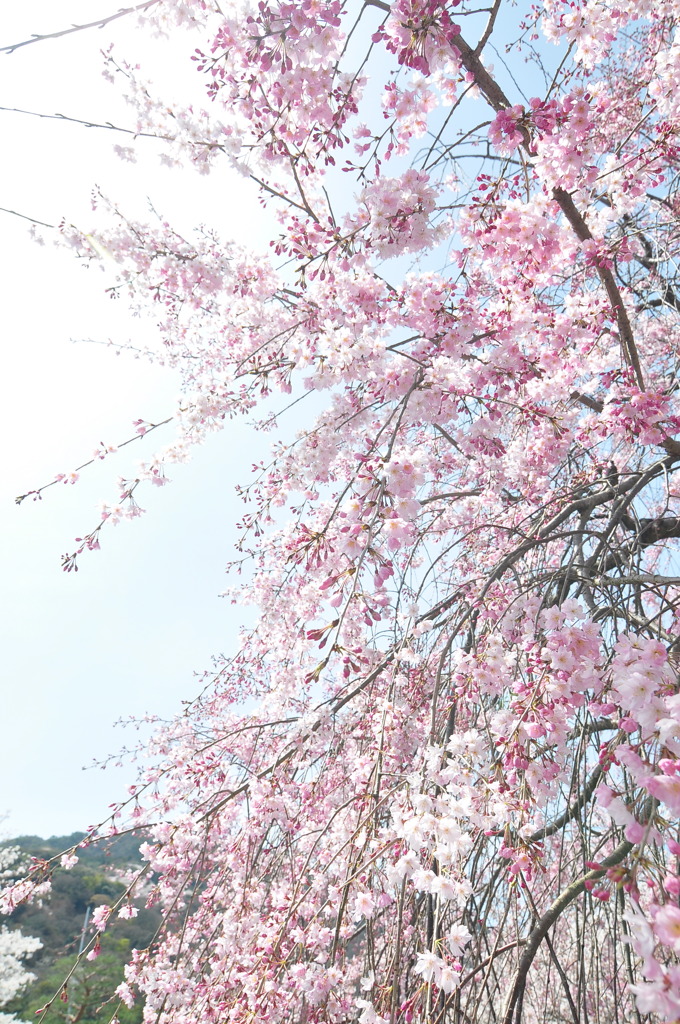 桜、垂れる。