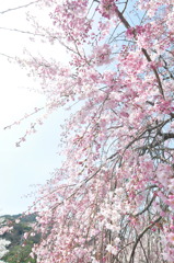 桜、垂れる。