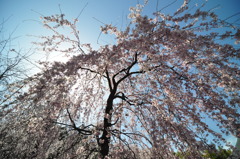 桜、覆う。