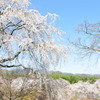 桜、流れる。