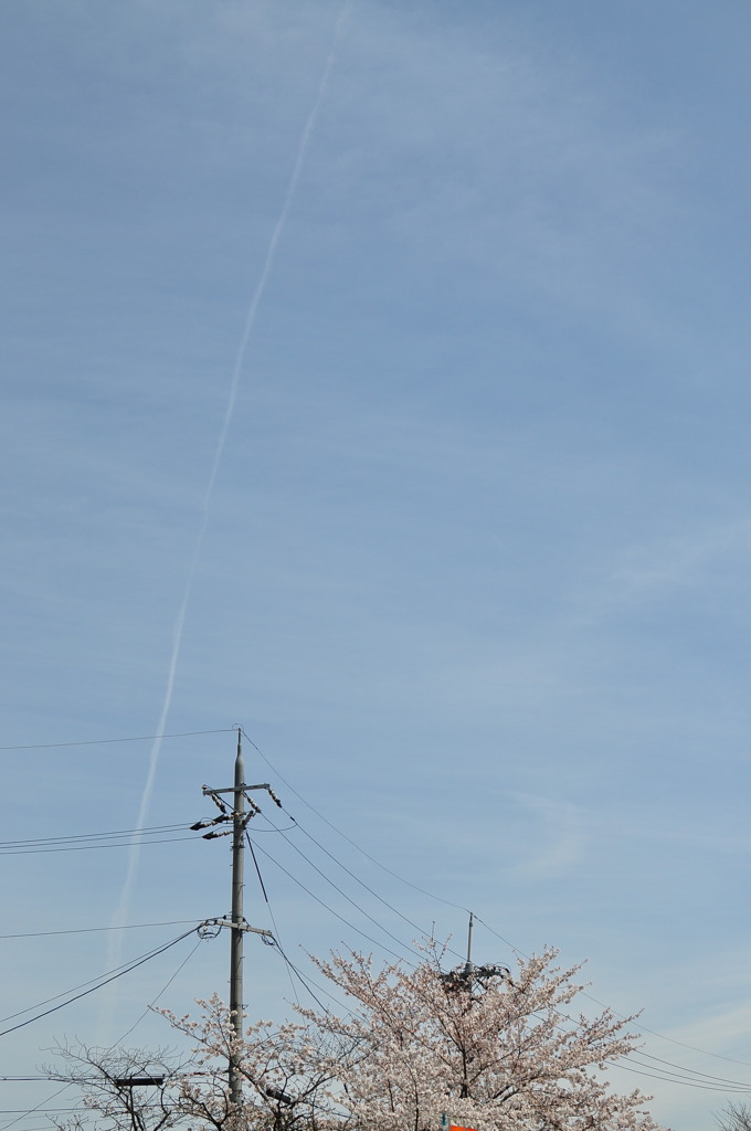 桜と電柱と飛行機雲。