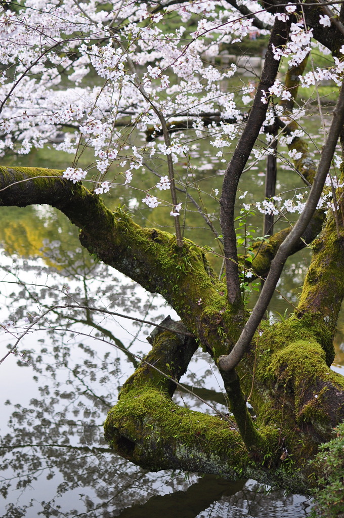 苔と桜。