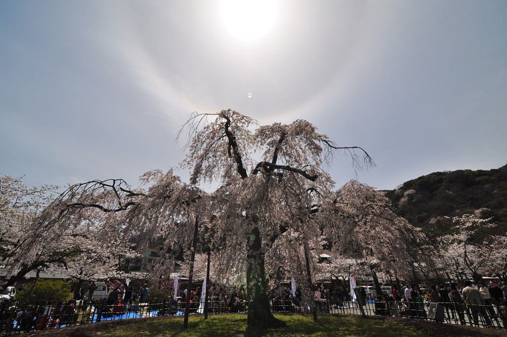 枝垂桜と後光。