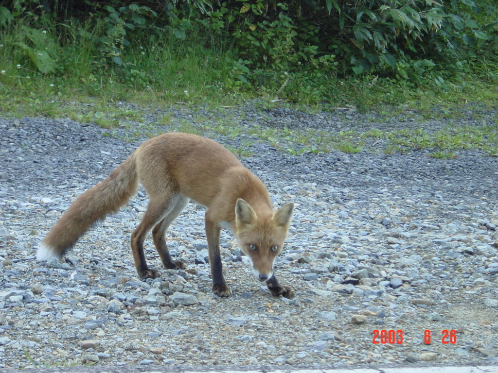 キツネ
