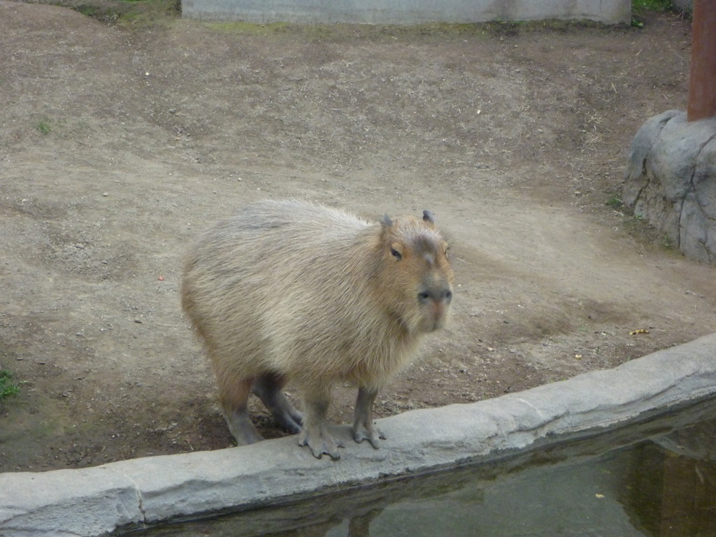 カピバラですが