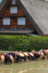 田植日和　～初夏の白川村　１