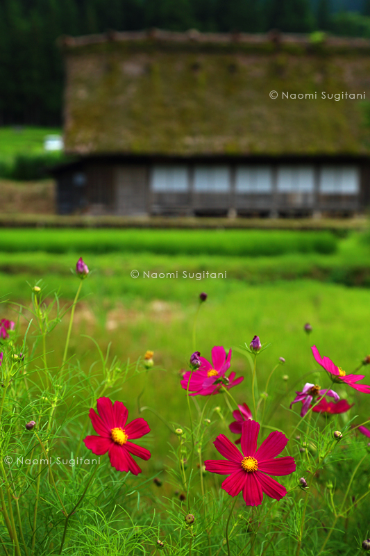 ２０１３　夏　白川村 1
