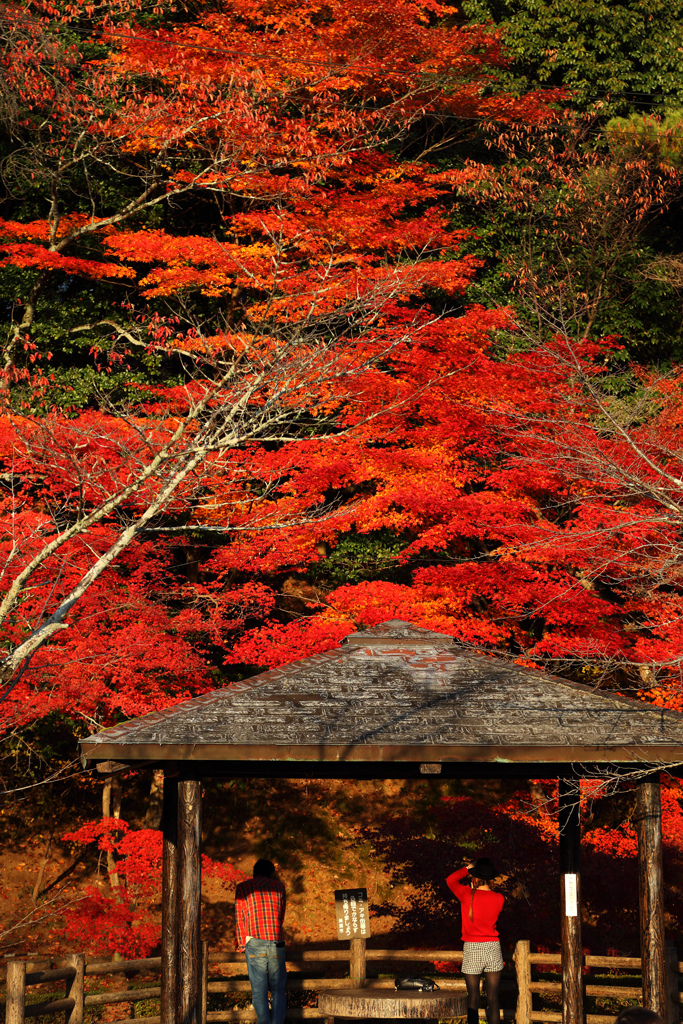 紅の季節