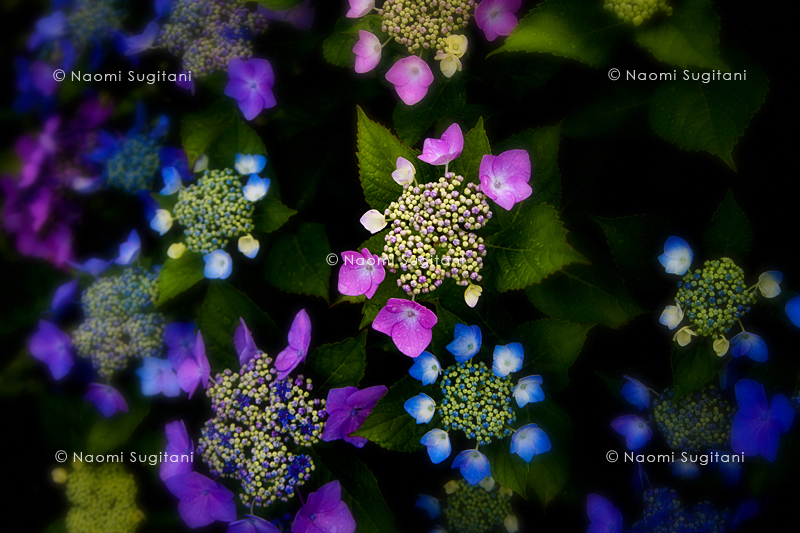 紫陽花４