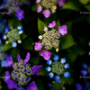 紫陽花４