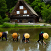 白川郷 田植えまつり