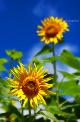 夏の花　～向日葵　５