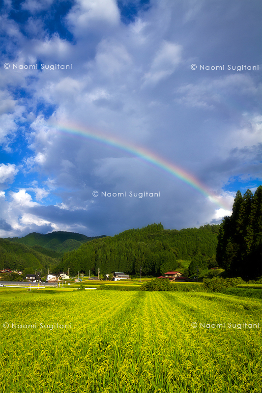秋の情景　～虹