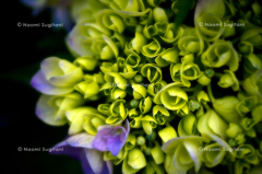 紫陽花２３
