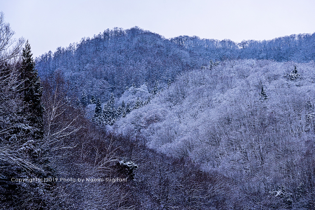 淡い雪景 #91213