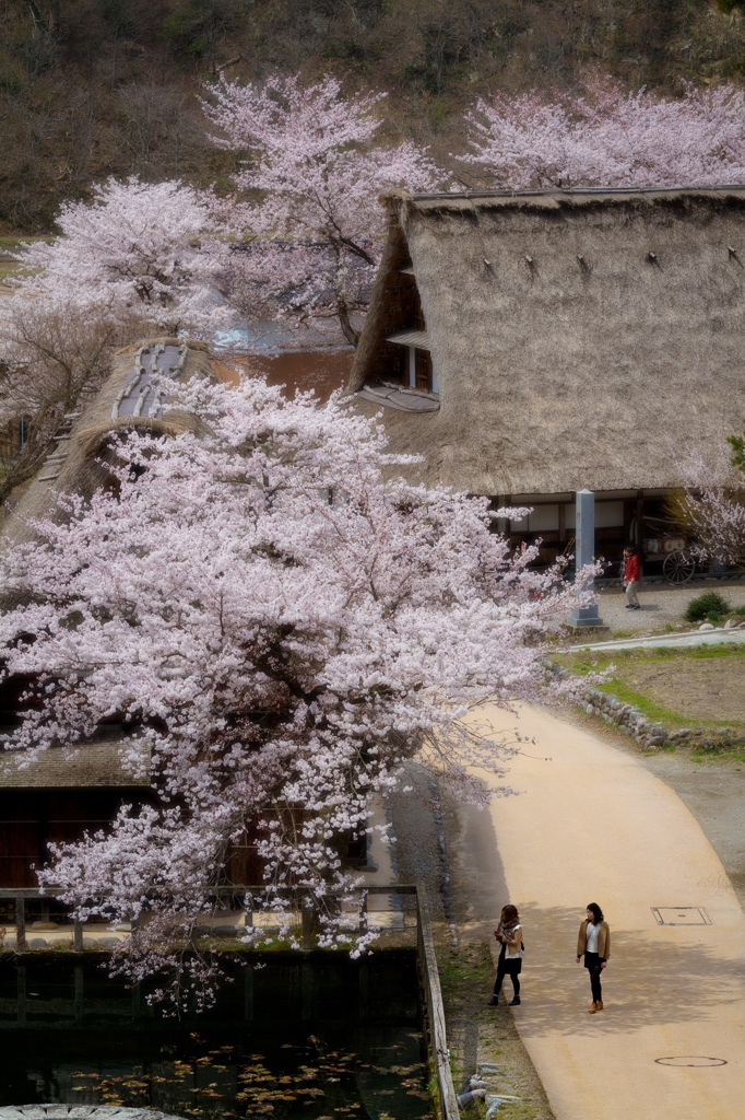 散歩道
