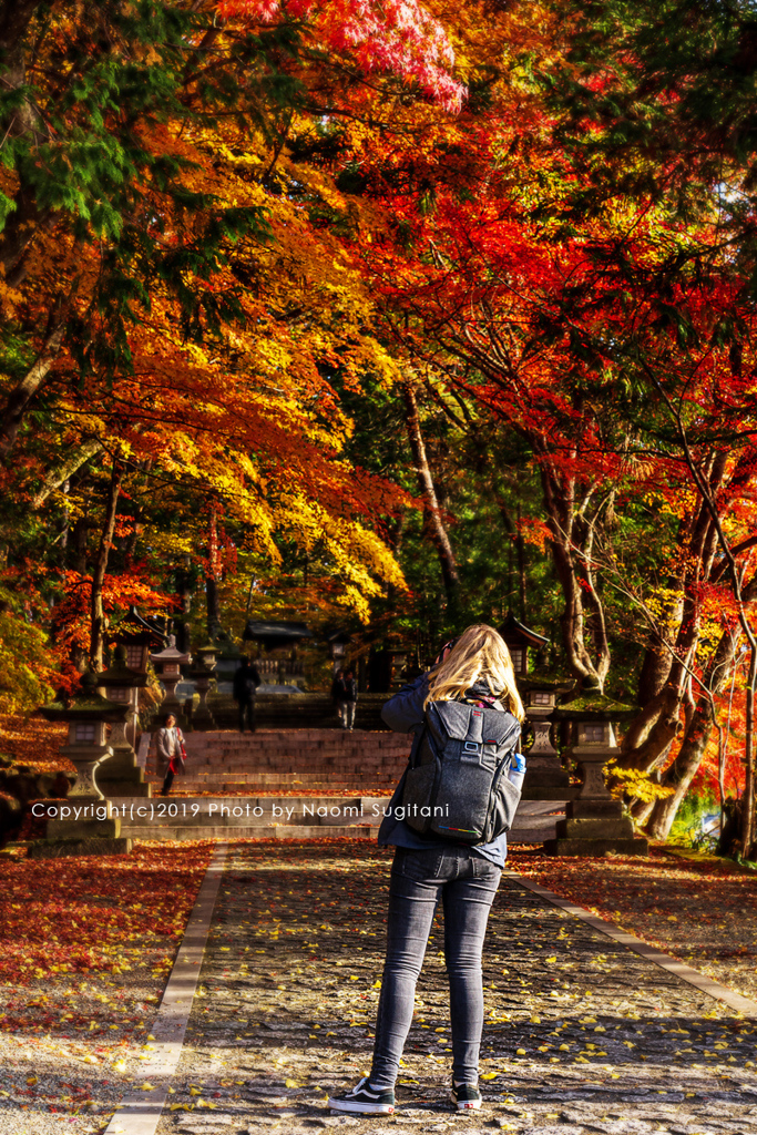 紅葉の日枝神社 #91134