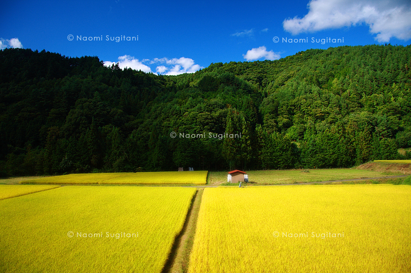 秋の情景　～ある晴れた９月