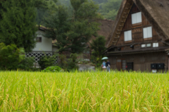 豊穣の海　～雨の白川村