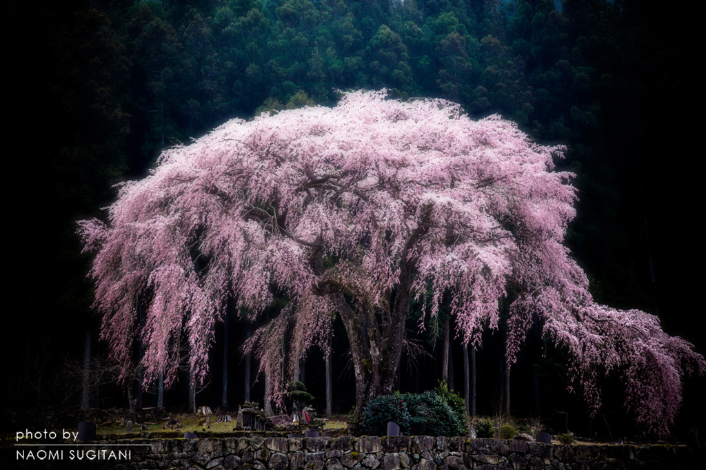 春の光