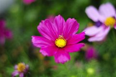 DSC_1524_36