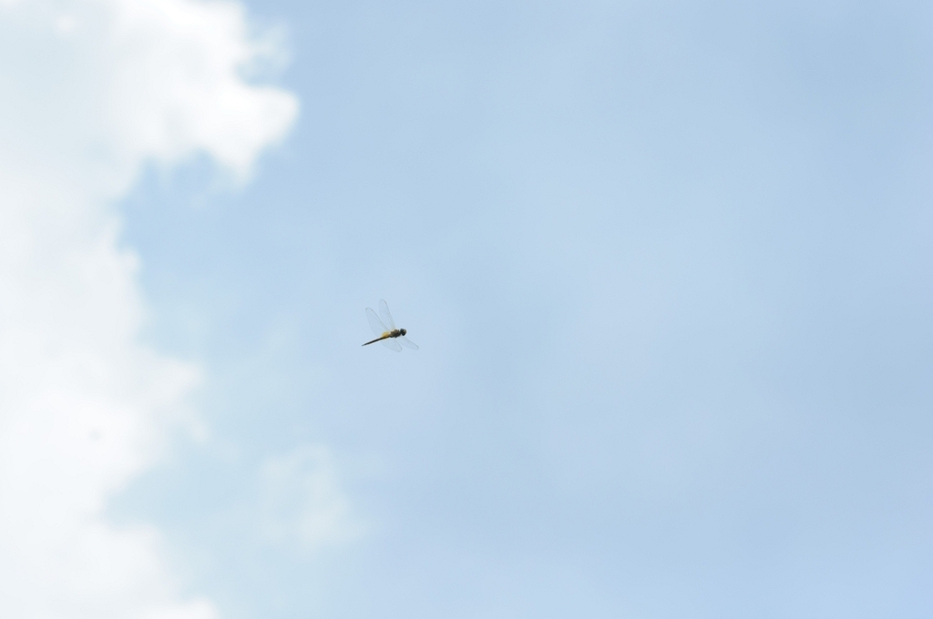 DSC_1006_1