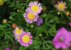 DSC_1514_35
