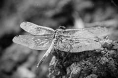 DSC_1799_s