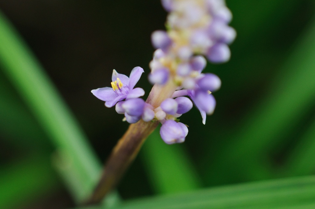 DSC_2778_s